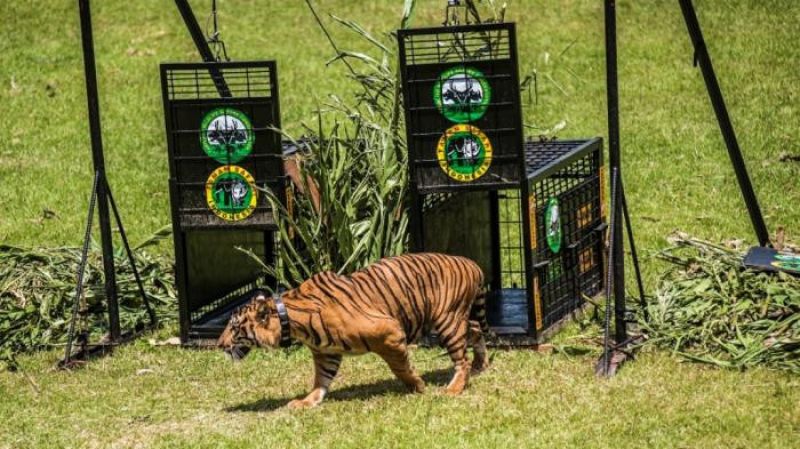 Tomy Winata : Manusia Yang Merusak Wilayah Harimau, Kenapa Harimau Yang Dibantai?