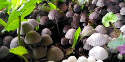 Rumah Smurf Tanda Hujan