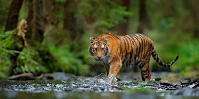 Harimau Sumatera Jadi Penghuni Baru Tamling Wildlife Nature Conservation