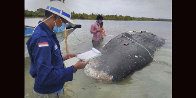 Bangkai Paus Sepanjang 20 Meter Terdampar di Hutan Mangrove