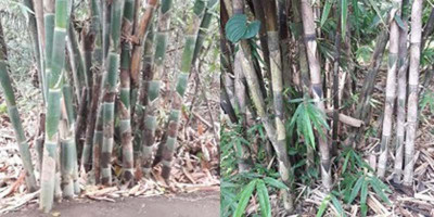 Pemanfaatan Bambu untuk Konservasi Lahan