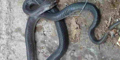 Duh, Ular Kobra Masih Ditemukan di Lingkungan Warga