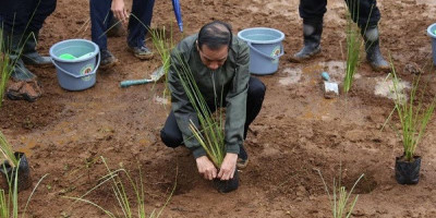 Tanam Rumput Vetiver di Desa Sukajaya, Jokowi: Jangan Dicabut Ya...