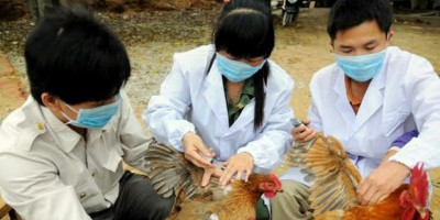 Setelah Corona, Flu Burung Mengintai 