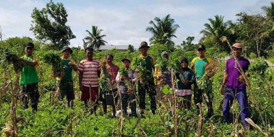 Panen Kacang di Perbatasan