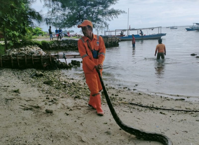 Evakuasi Ular Sanca di Pulau Pari 