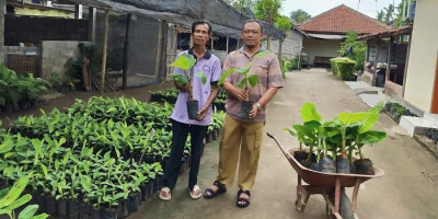 Melestarikan Bibit Pisang Lokal yang Go Internasional
