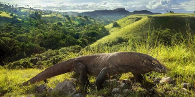Ini 6 Tempat Wisata untuk Melihat Hewan Langka di Indonesia