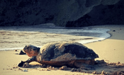 Pilihan Wisata Pantai di Ujung Genteng 