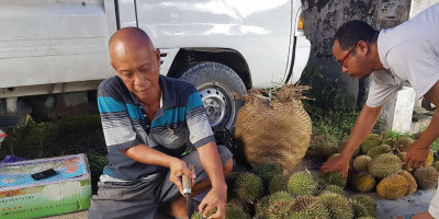 Marawin, Durian Khas Hutan Kalimantan Selatan
