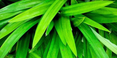 Selain Aroma yang Khas, Daun Pandan Juga Jadi Obat