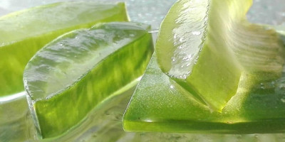 Samarkan Kerutan di Wajah dengan Lidah Buaya