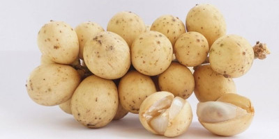Buah Duku, Manis dan Kaya Manfaat