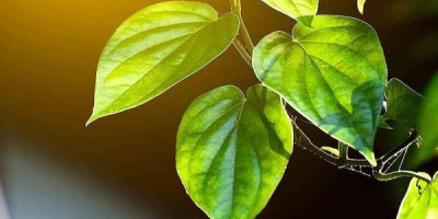 Untuk Anda yang Belum Tahu, Ini Manfaat Daun Sirih 
