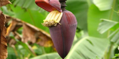 Yang Belum Tahu, Ini Manfaat Jantung Pisang