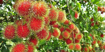 Tak Hanya Manis dan Segar, Ini Manfaat Rambutan untuk Kesehatan