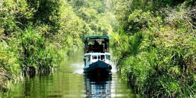 Menikmati Sensasi Liar Amazon di Taman Nasional Tanjung Puting