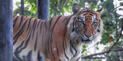 Taman Rimba, Kebun Binatang Kebanggaan Warga Jambi