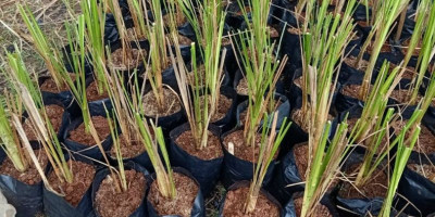 Cegah Longsor, Gotong Royong Menanam Vetiver