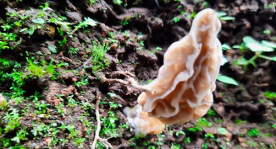 Jamur Morel, Primadona Baru di Rinjani yang Bernilai Ekonomi Tinggi