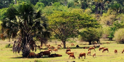 Alas Purwo, Keindahan Alam Hutan Tertua yang Berselimut Mistis