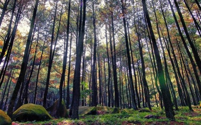 Menikmati Kesejukan Hutan Wisata yang Tak Jauh dari Jakarta 