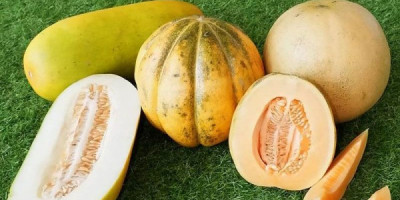 Blewah, Buah Manis dan Segar yang Kaya Manfaat