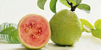 Penelitian: Jambu Biji Efektif Tangkal Corona