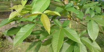 Ini Manfaat Daun Laban yang Diyakini Dapat Sembuhkan Pasien Corona