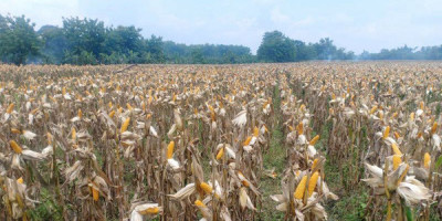 Tidak Terpengaruh Corona, Petani Panen Padi dan Jagung