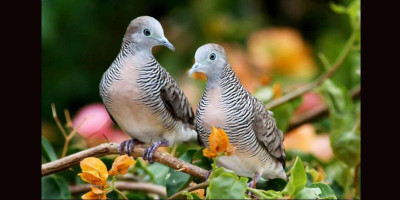 10 Langkah Beternak Perkutut