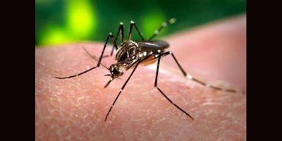 251 Orang Terinfeksi DBD, Enam Meninggal Dunia
