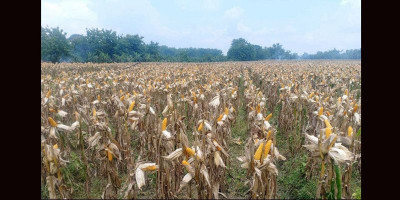 Mentan Pastikan Perusahaan Terus Membeli Jagung Petani