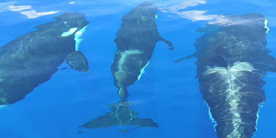 Disambangi Orca, Bukti Perairan Anambas Subur