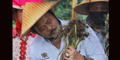 Bawang Merah dari Pati Ikut Amankan Stok Lebaran