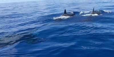 Penemu Kawanan Orca di Anambas Akan Diberi Penghargaan