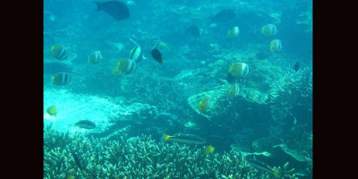 Ada Surganya Penyelam di Bawah Laut Pulau Badul