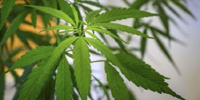 Ramai-ramai Uji Klinis Ganja Obati Corona, Israel Sudah 3 Kali Uji