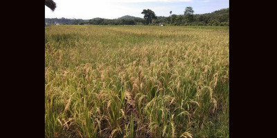 Empat Tahun, Kementan Cetak Sawah Baru 224.977 Hektare