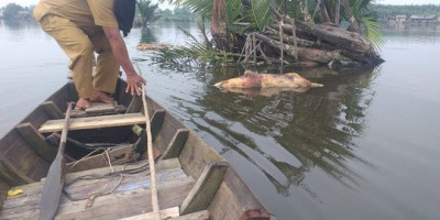 Bau Busuk Menyengat di Pantai Tagaule, Ternyata Ini Sebabnya