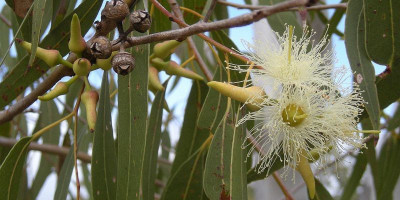 Kementan Temukan Potensi Eucalyptus untuk Cegah Corona