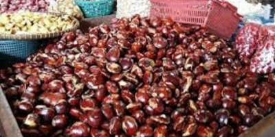 Tiap Bulan Puasa, Jengkol Lebih Mahal dari Daging Ayam