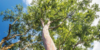 Cek Fakta Eucalyptus yang Disebut Dapat Sembuhkan Pasien Corona
