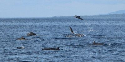 Ratusan Mamalia Laut Kunjungi Perairan Indonesia Timur