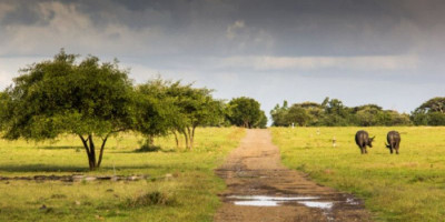 Nikmati Suasana di Afrika di Baluran National Park