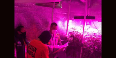 Konsumsi Sendiri, KWP Membudidayakan Ganja di Rumah