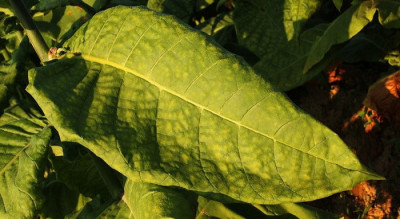 Vaksin Covid-19 dengan Daun Tembakau Diuji Praklinis Perusahaan Rokok