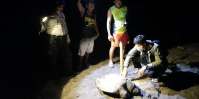 Tragis, Binatang Dilindungi Mati dengan Badan Retak dan Berlubang