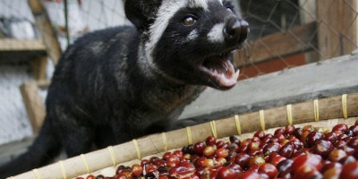 Tak Hanya Nikmat, Kopi Luwak Juga Bermanfaat untuk Kesehatan