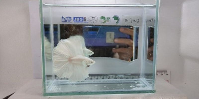 Kontes Ikan Cupang Virtual, Siasat di Tengah Pandemi